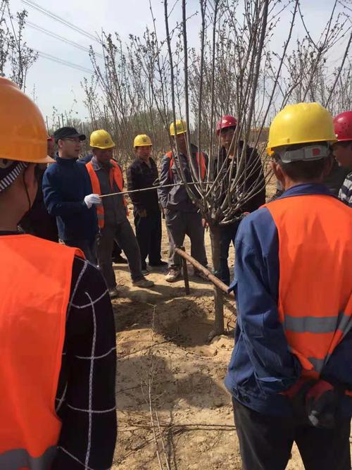 专业伐树-伐树修树-专业移树-绿化施工_北京光头强园林养护